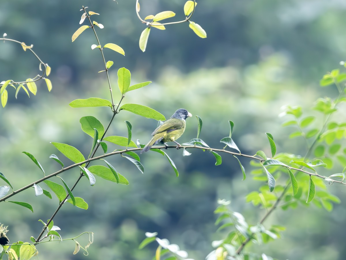 Collared Finchbill - ML646832724