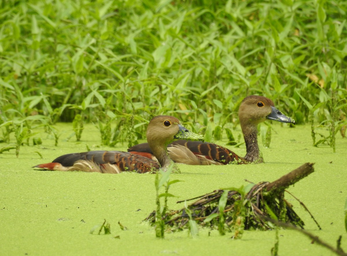 småplystreand - ML646832725