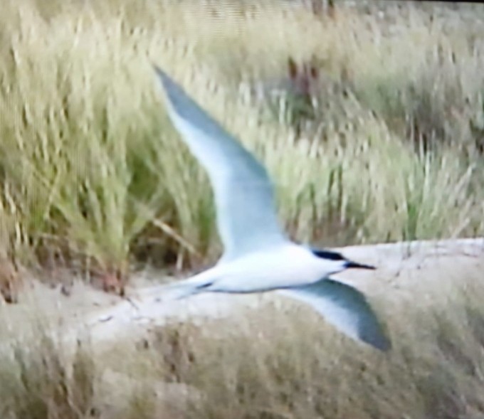 Sandwich Tern - ML646832729