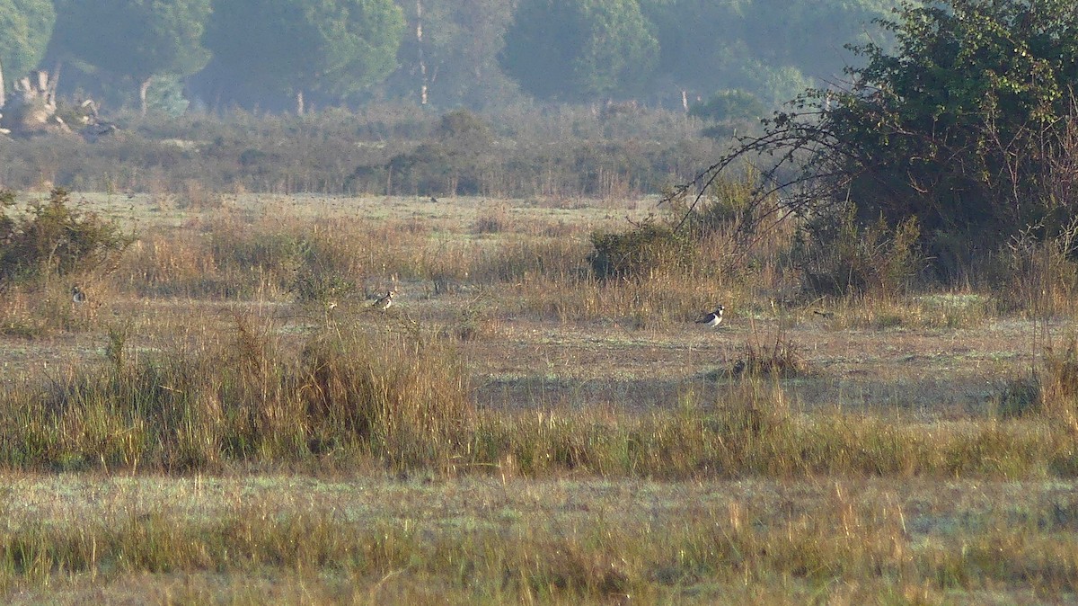 Northern Lapwing - ML646832730