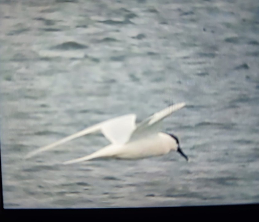 Sandwich Tern - ML646832731