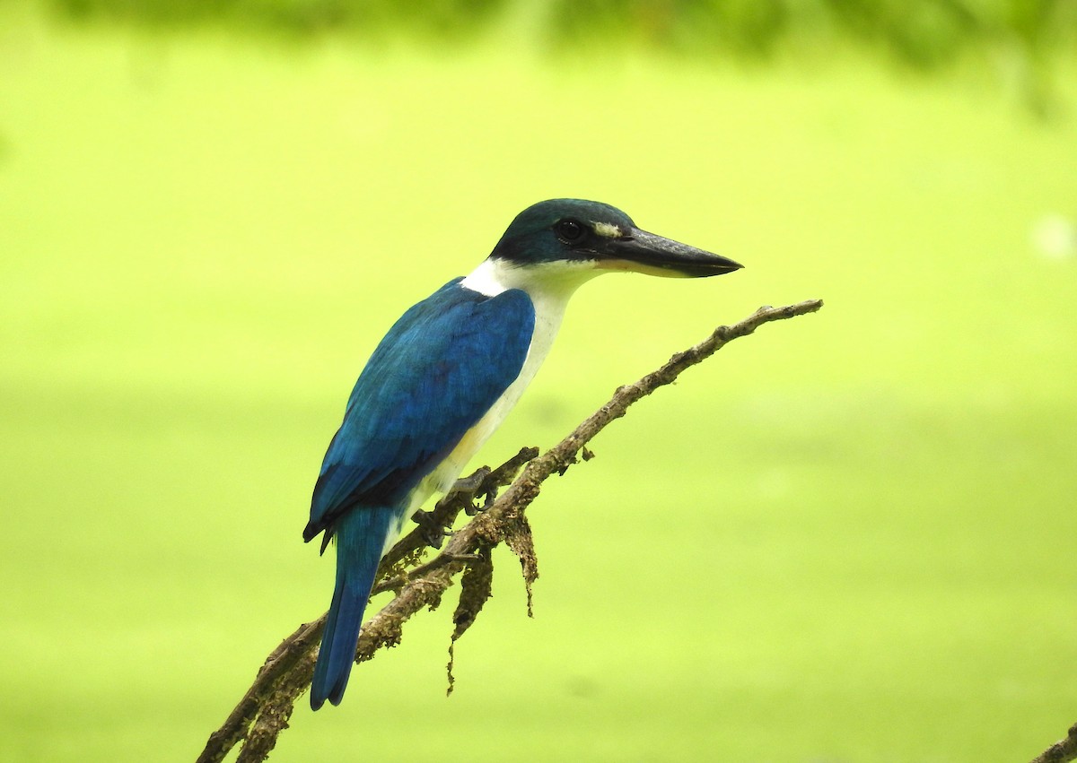 jadeisfugl (humii gr.) - ML646832732