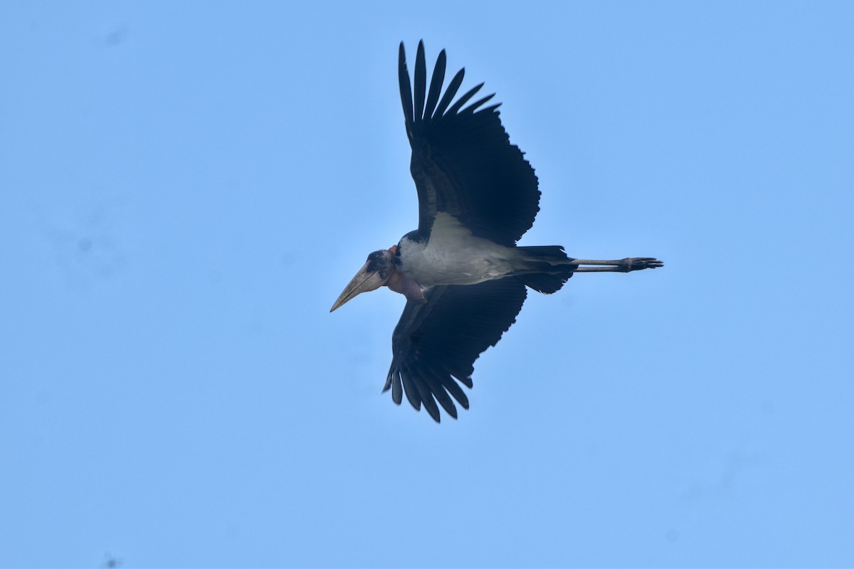 Индийский марабу - ML646832734