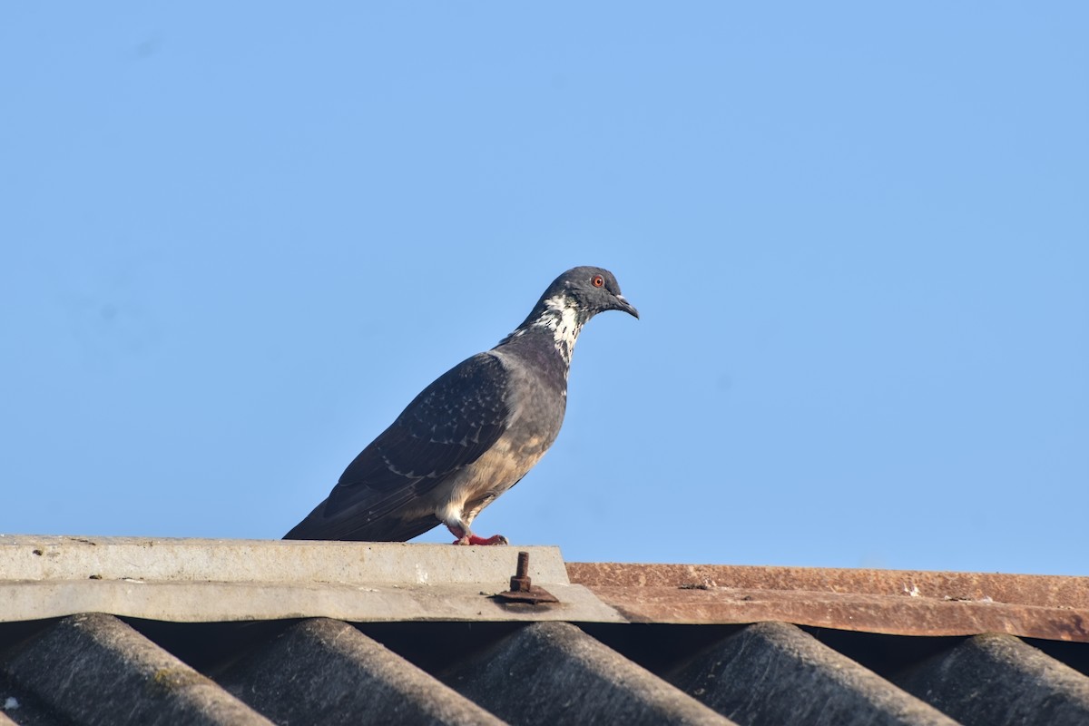 カワラバト（ドバト、家畜型） - ML646832750