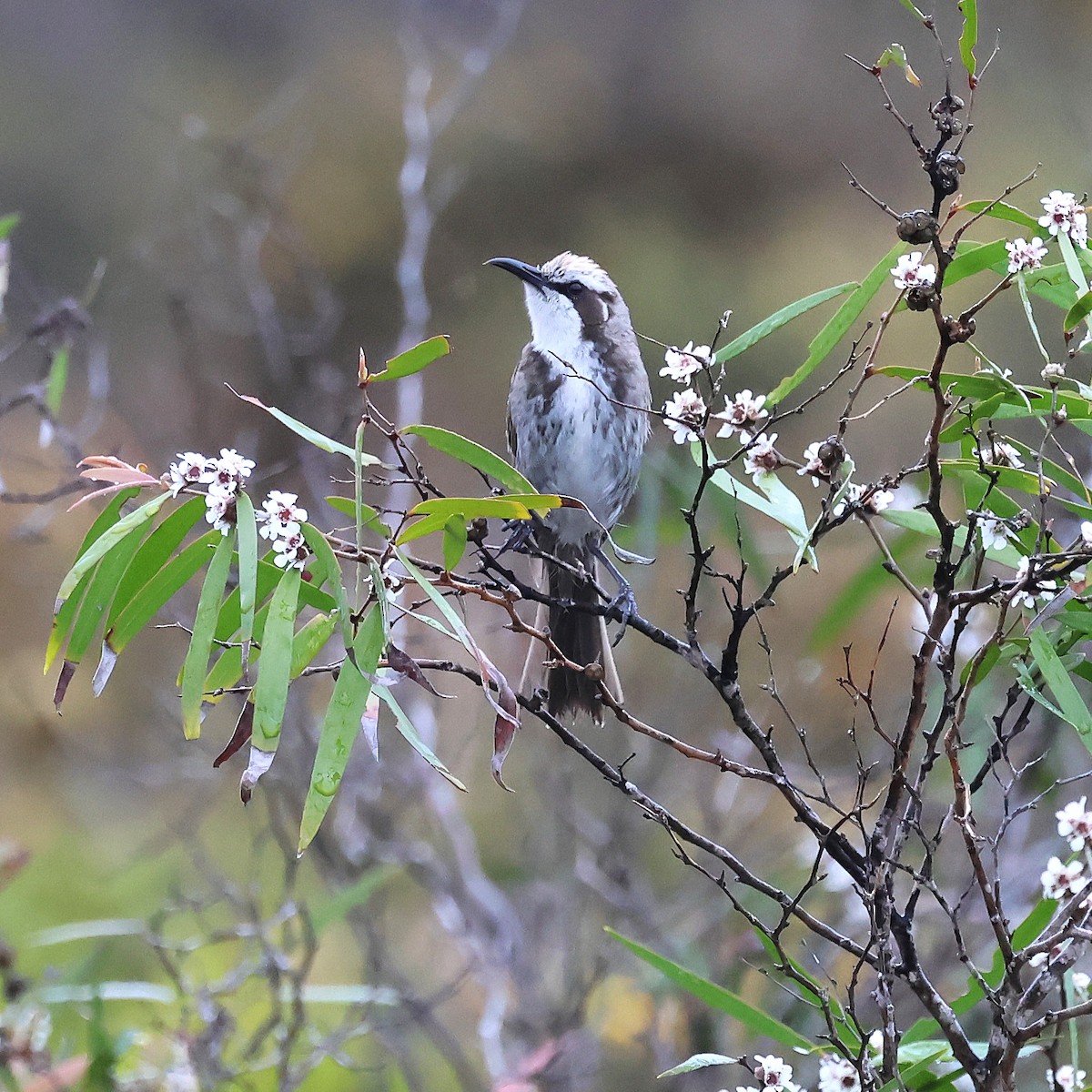 Tawny-crowned Honeyeater - ML646832751