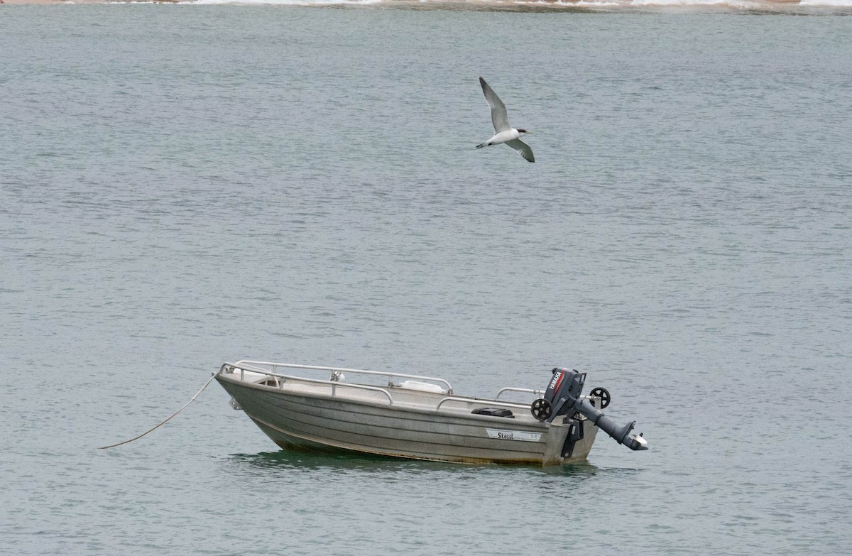 Tepeli Büyük Sumru - ML646832754