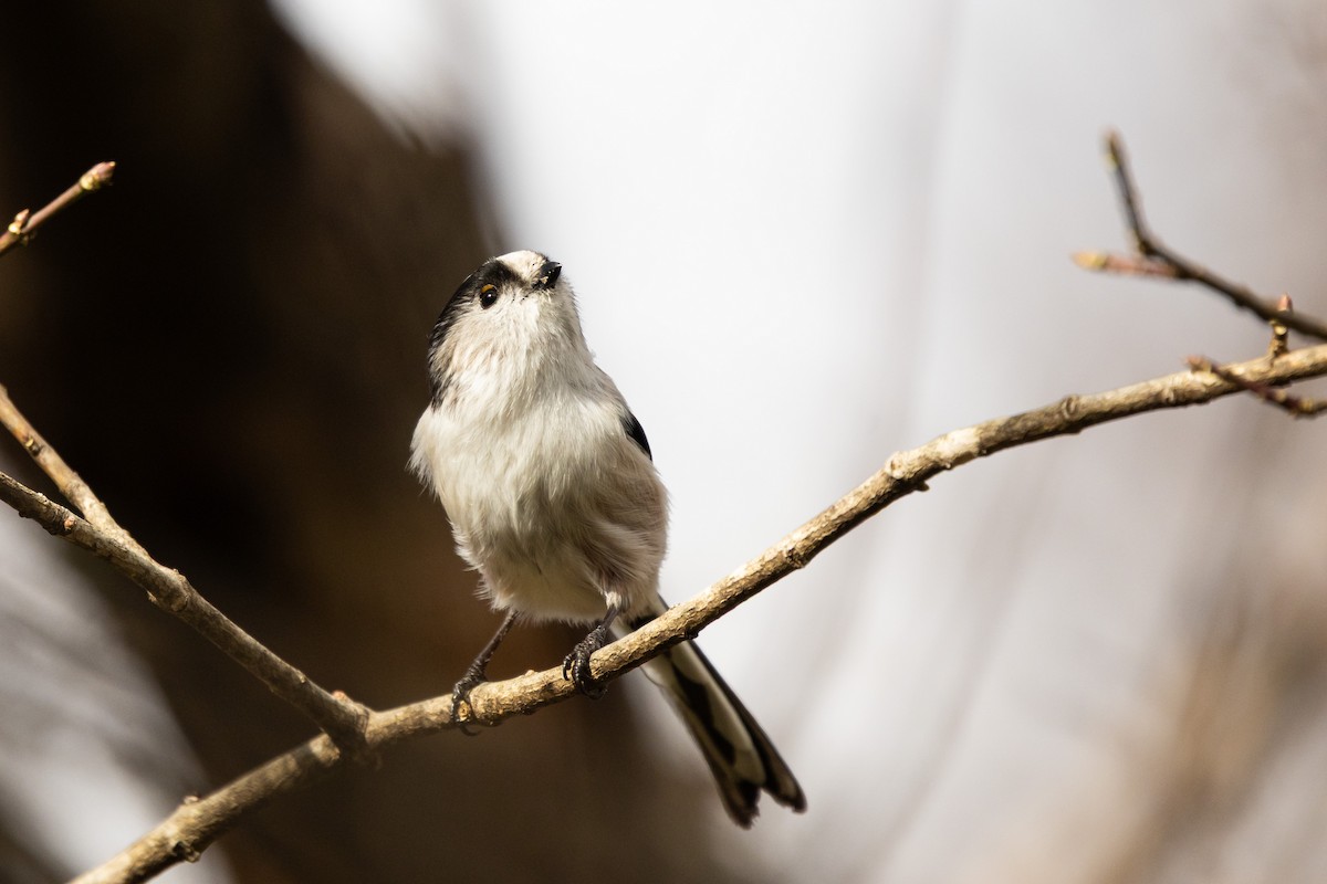 Long-tailed Tit (europaeus Group) - ML646832757