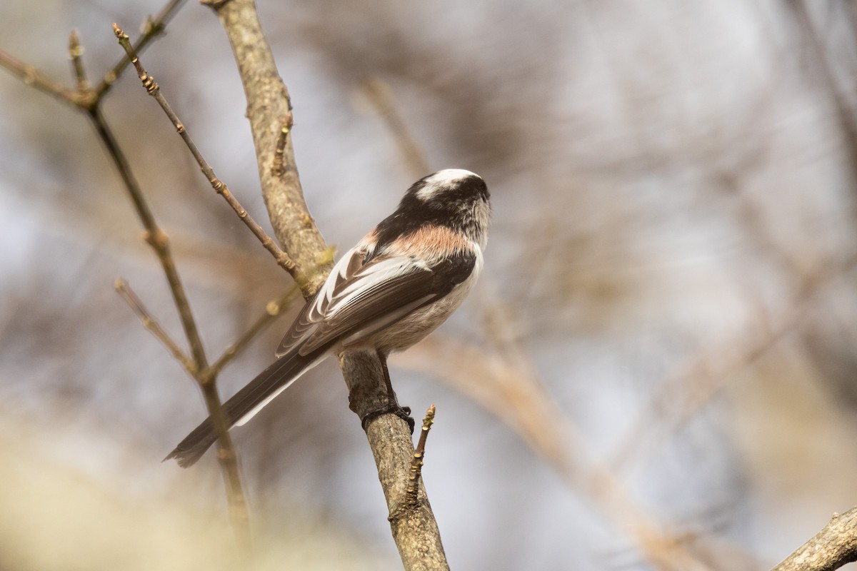 Long-tailed Tit (europaeus Group) - ML646832758