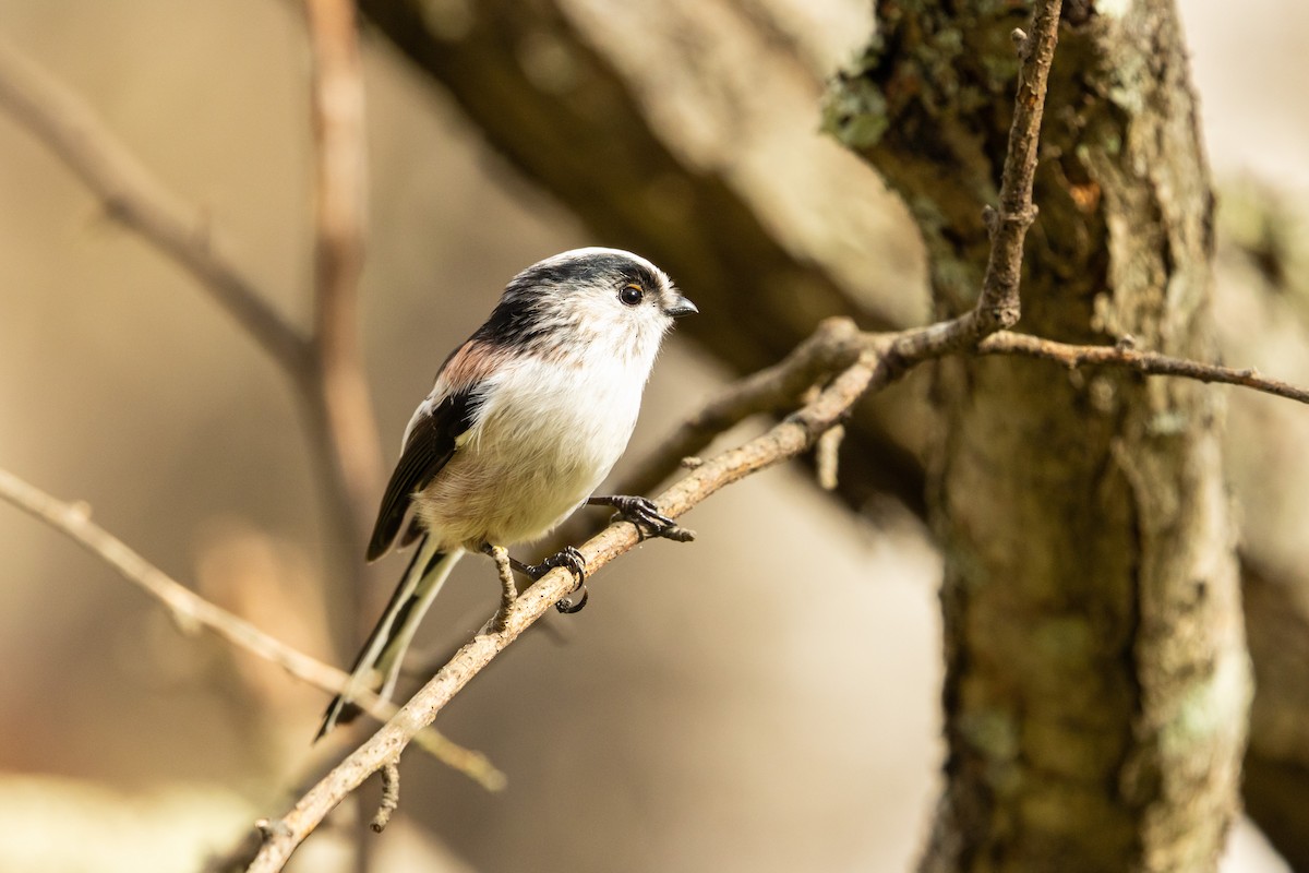 Long-tailed Tit (europaeus Group) - ML646832759