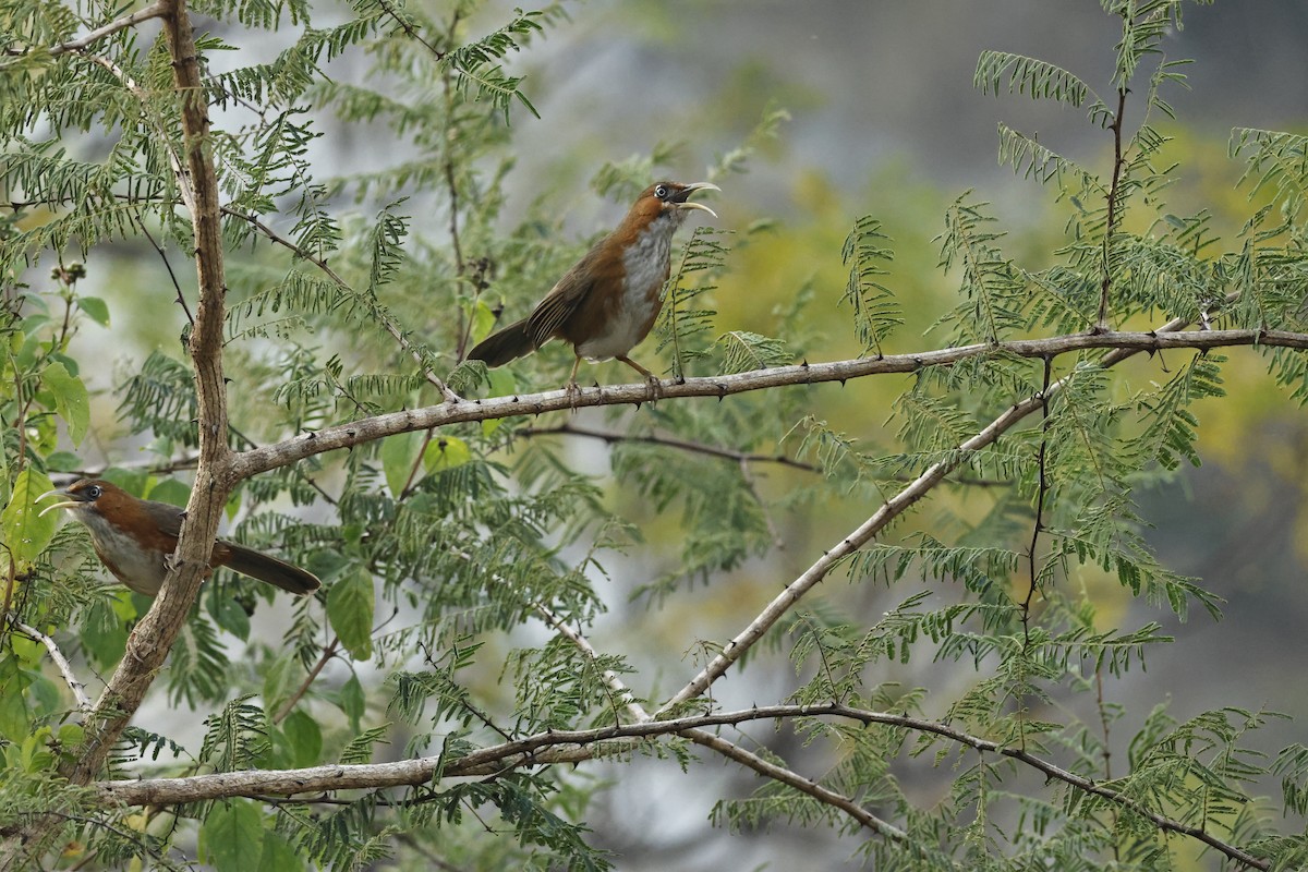 Rusty-cheeked Scimitar-Babbler - ML646832760