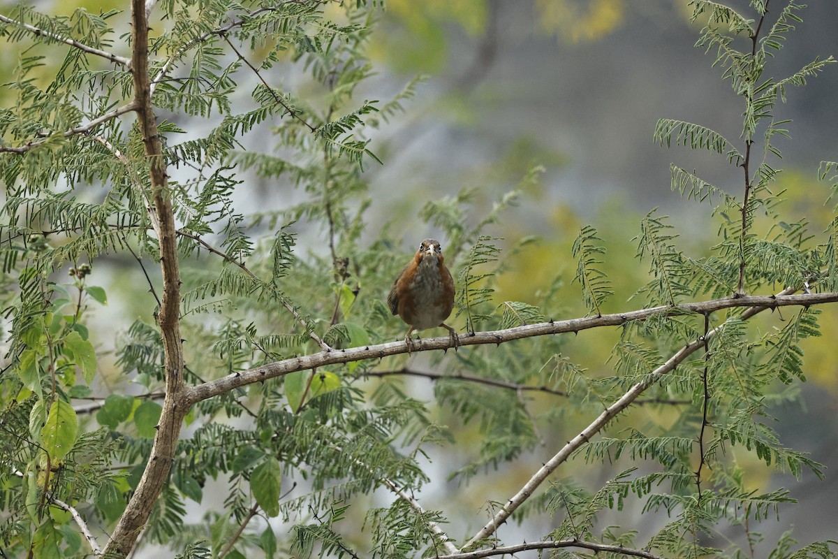 Rusty-cheeked Scimitar-Babbler - ML646832761