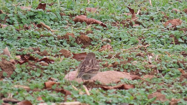 Vesper Sparrow - ML646832762