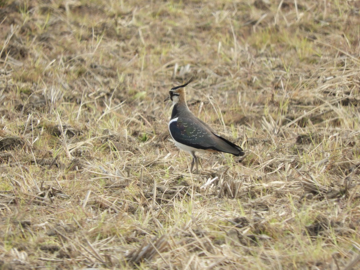 Northern Lapwing - ML646832766