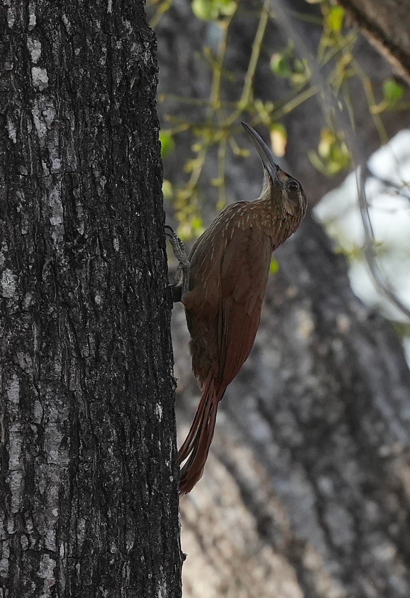 Moustached Woodcreeper - ML646832767