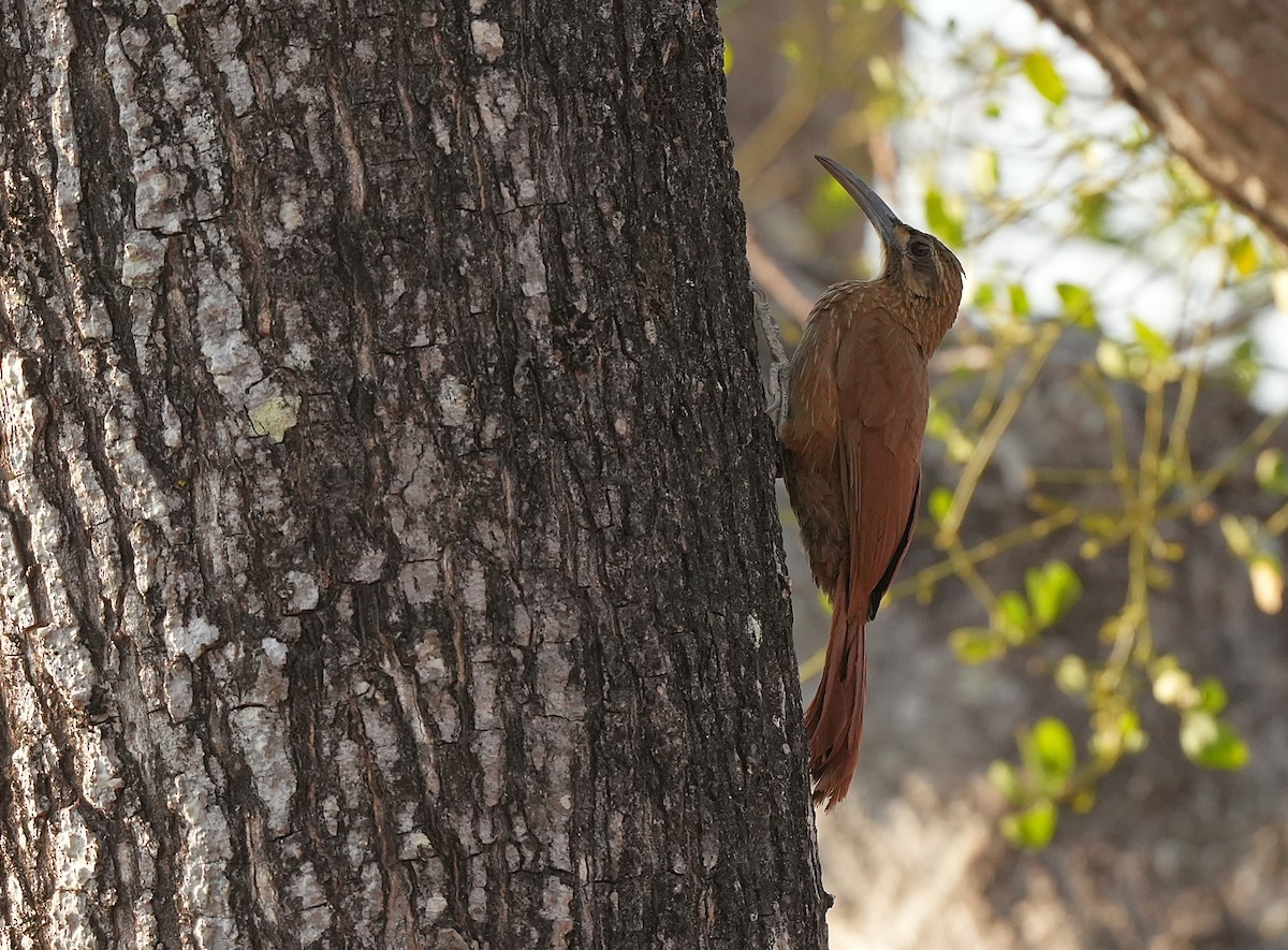 Moustached Woodcreeper - ML646832768