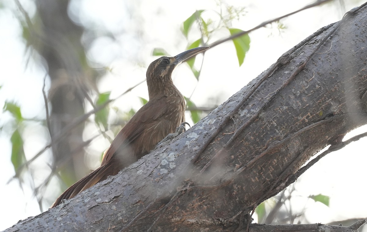 Moustached Woodcreeper - ML646832769
