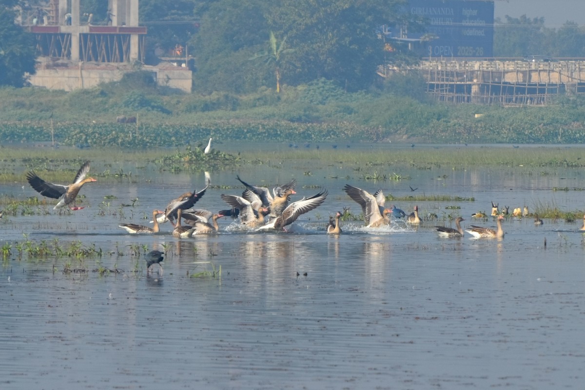 Graylag Goose - ML646832770