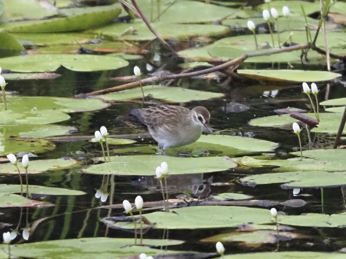 White-browed Crake - ML646832771