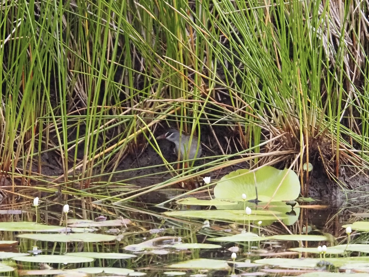White-browed Crake - ML646832772