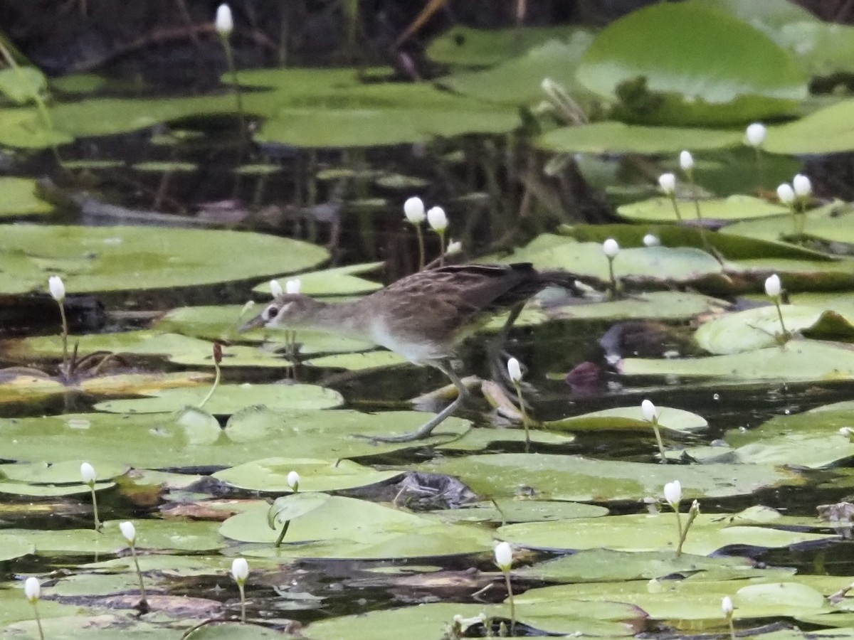 White-browed Crake - ML646832773