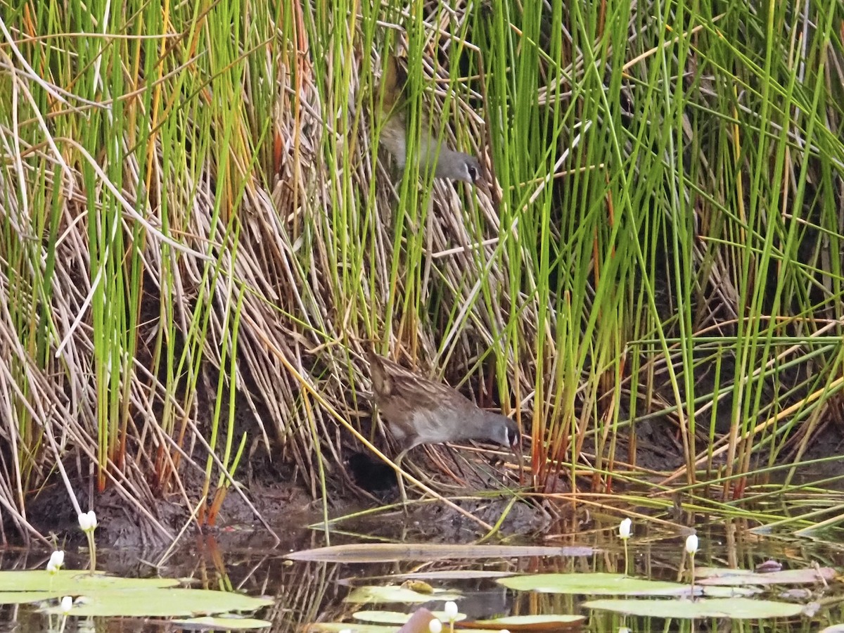White-browed Crake - ML646832774