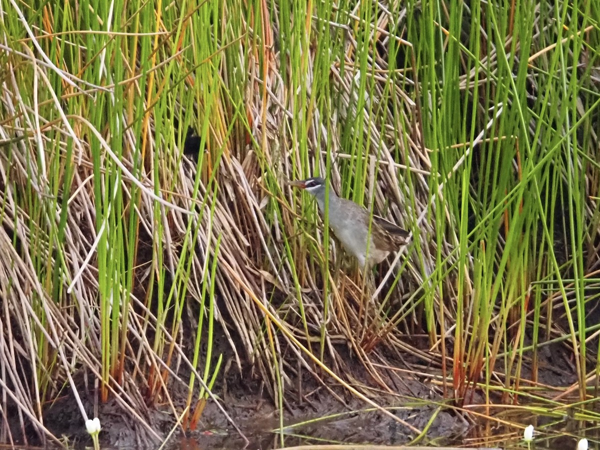 White-browed Crake - ML646832775