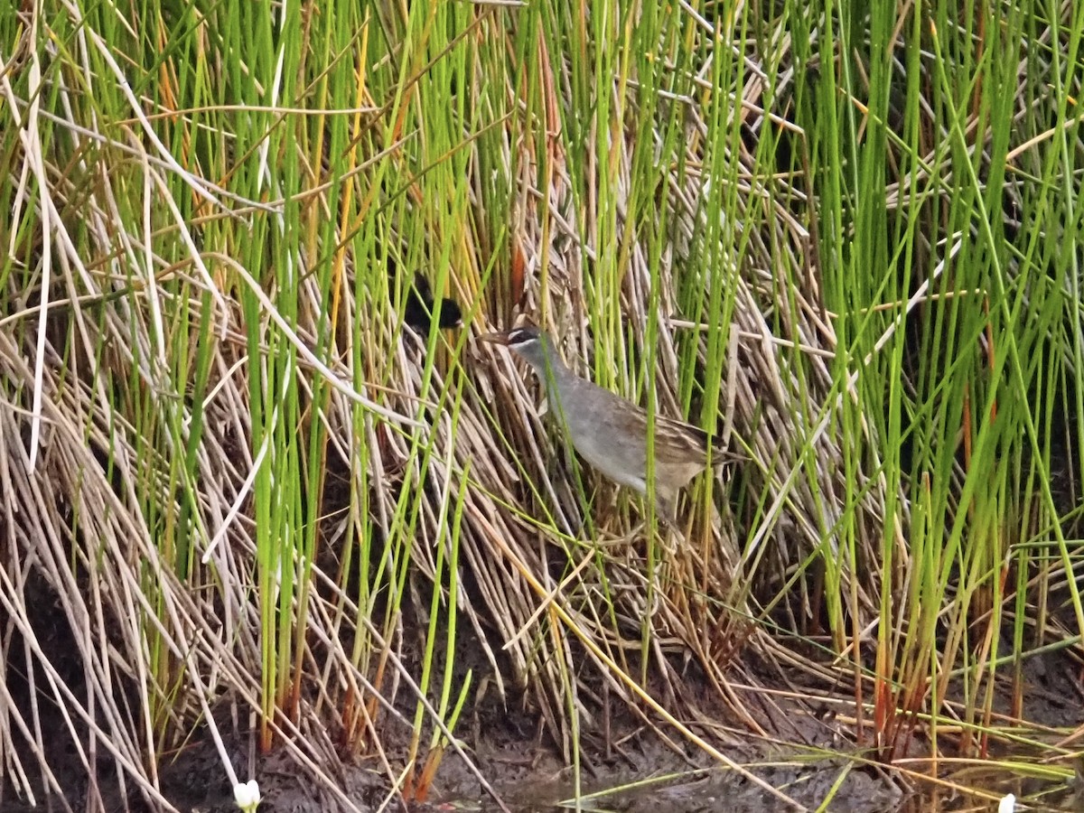 White-browed Crake - ML646832776