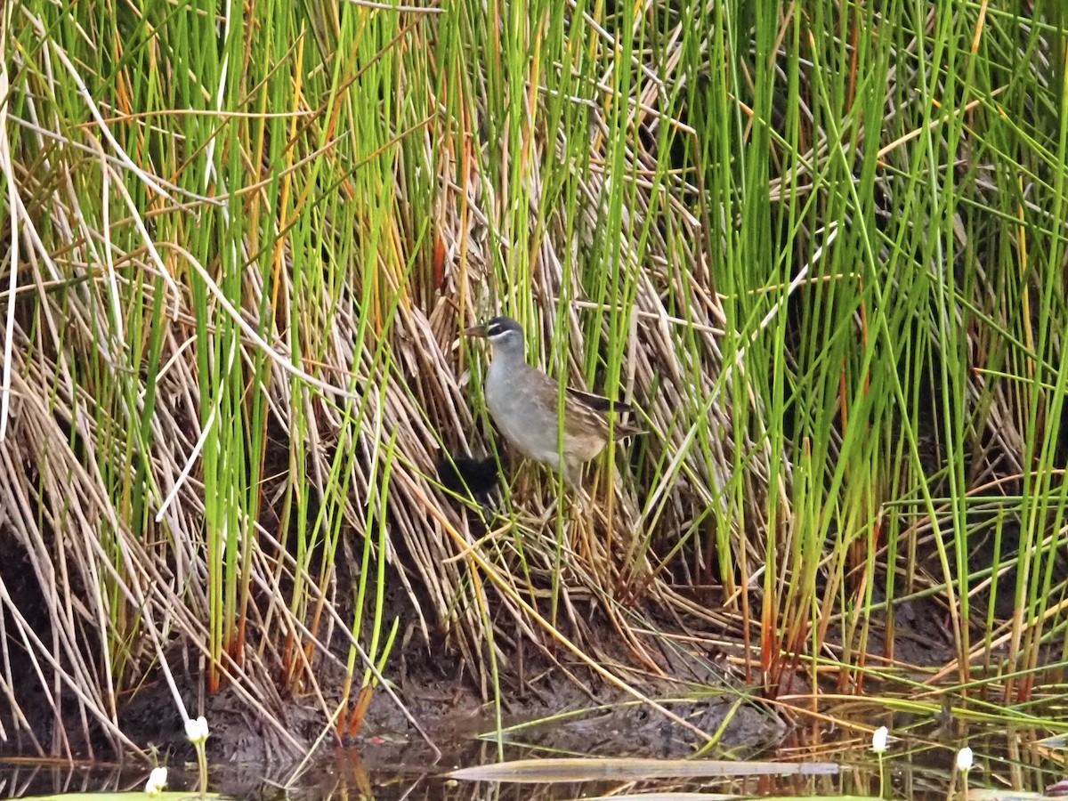 White-browed Crake - ML646832777