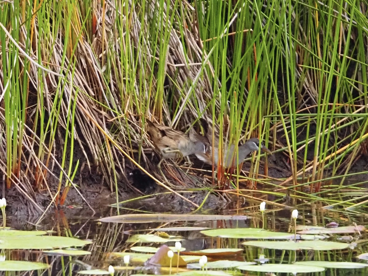 White-browed Crake - ML646832778