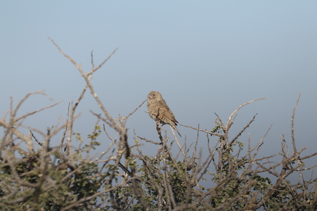 Red-headed Finch - ML646832782