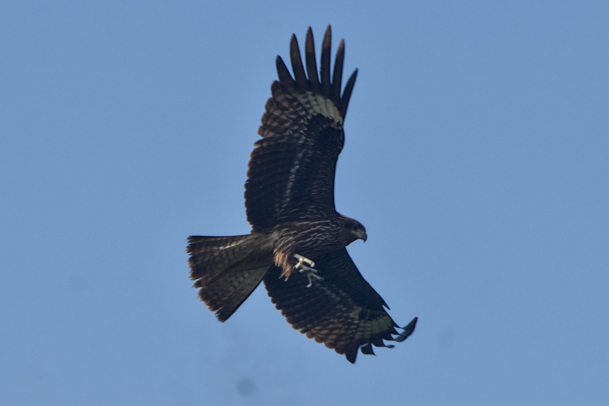 トビ（migrans グループ） - ML646832783