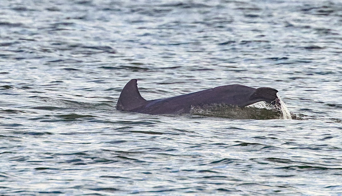 Animals - ML646832786