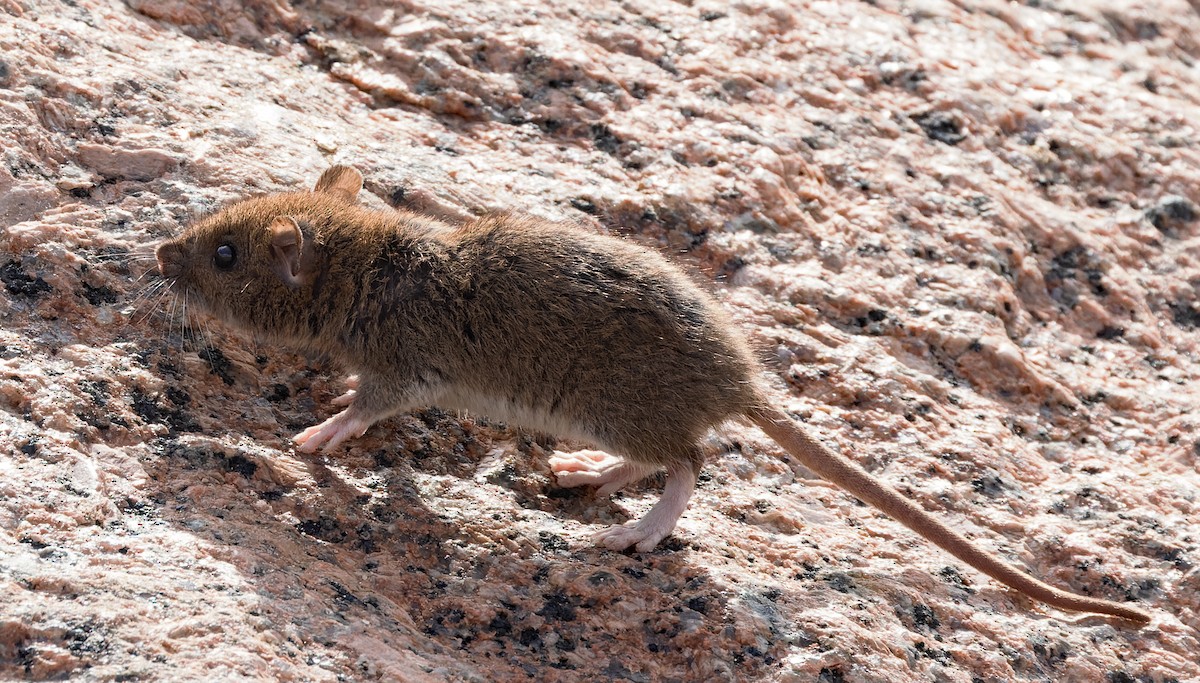 Animals - ML646832787