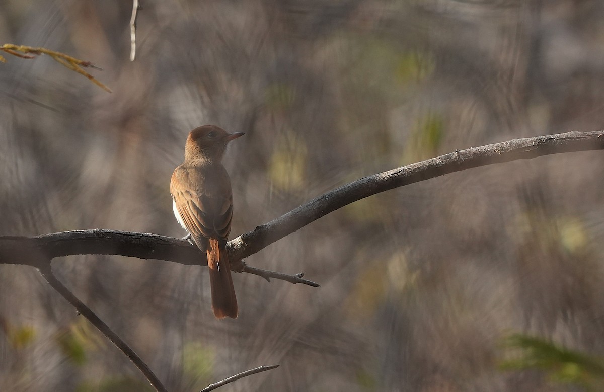 Ash-throated Casiornis - ML646832795