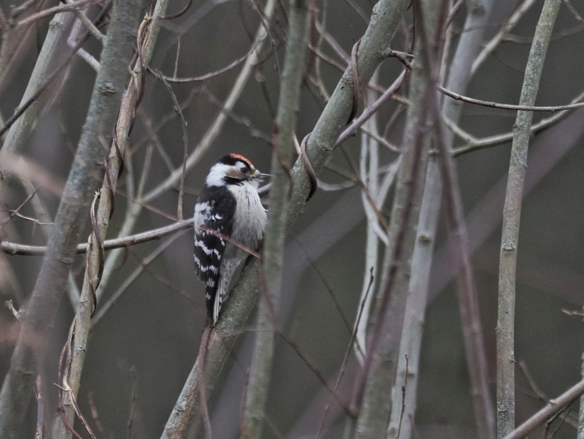 Lesser Spotted Woodpecker - ML646832796