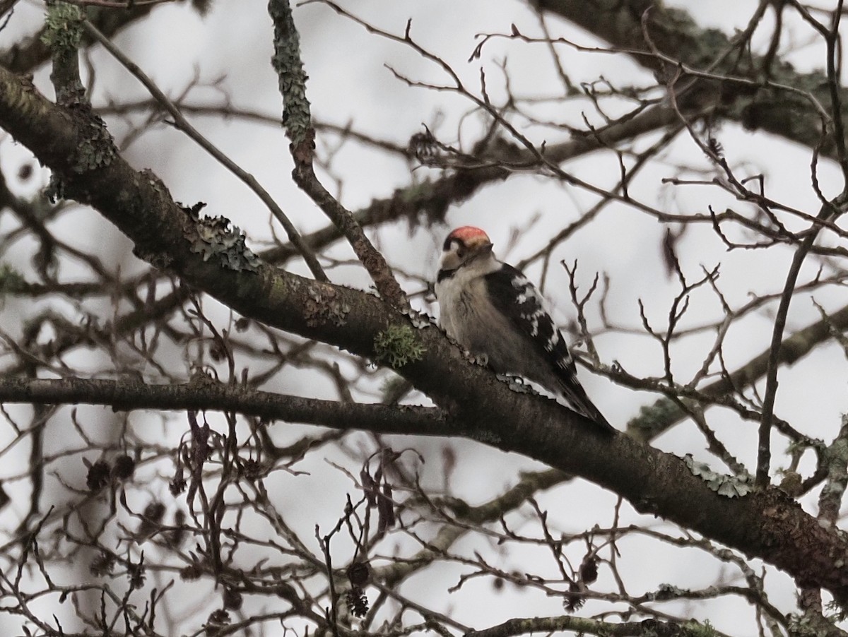 Lesser Spotted Woodpecker - ML646832797