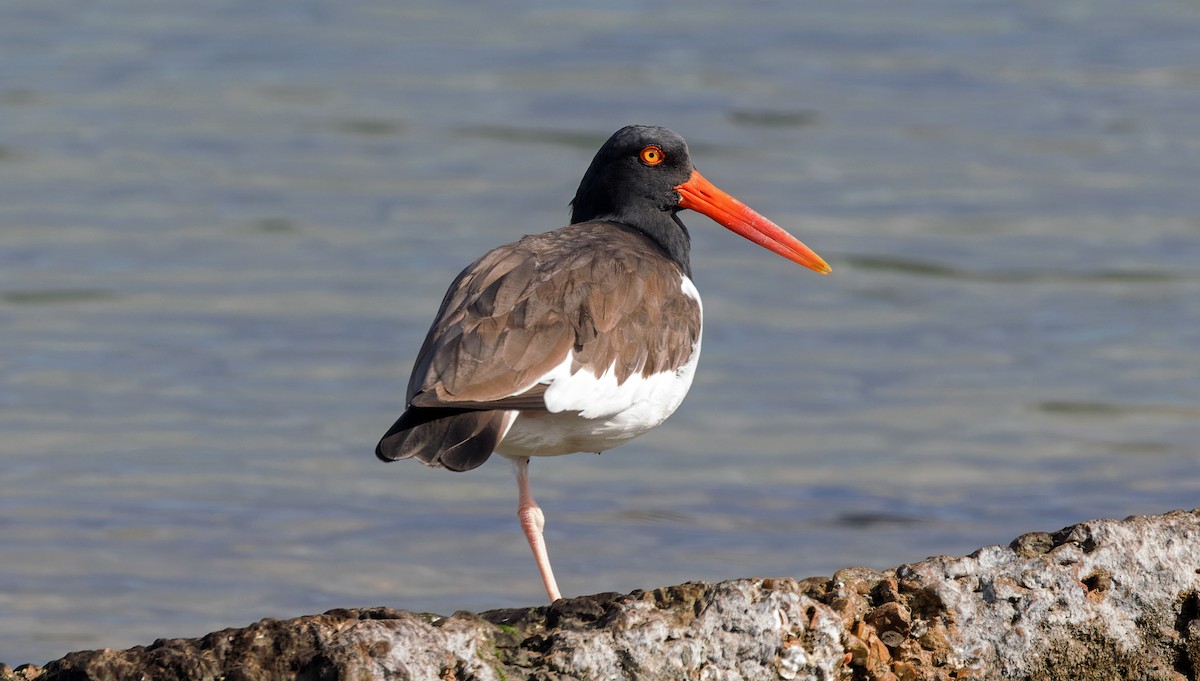 American Oystercatcher - ML646832800