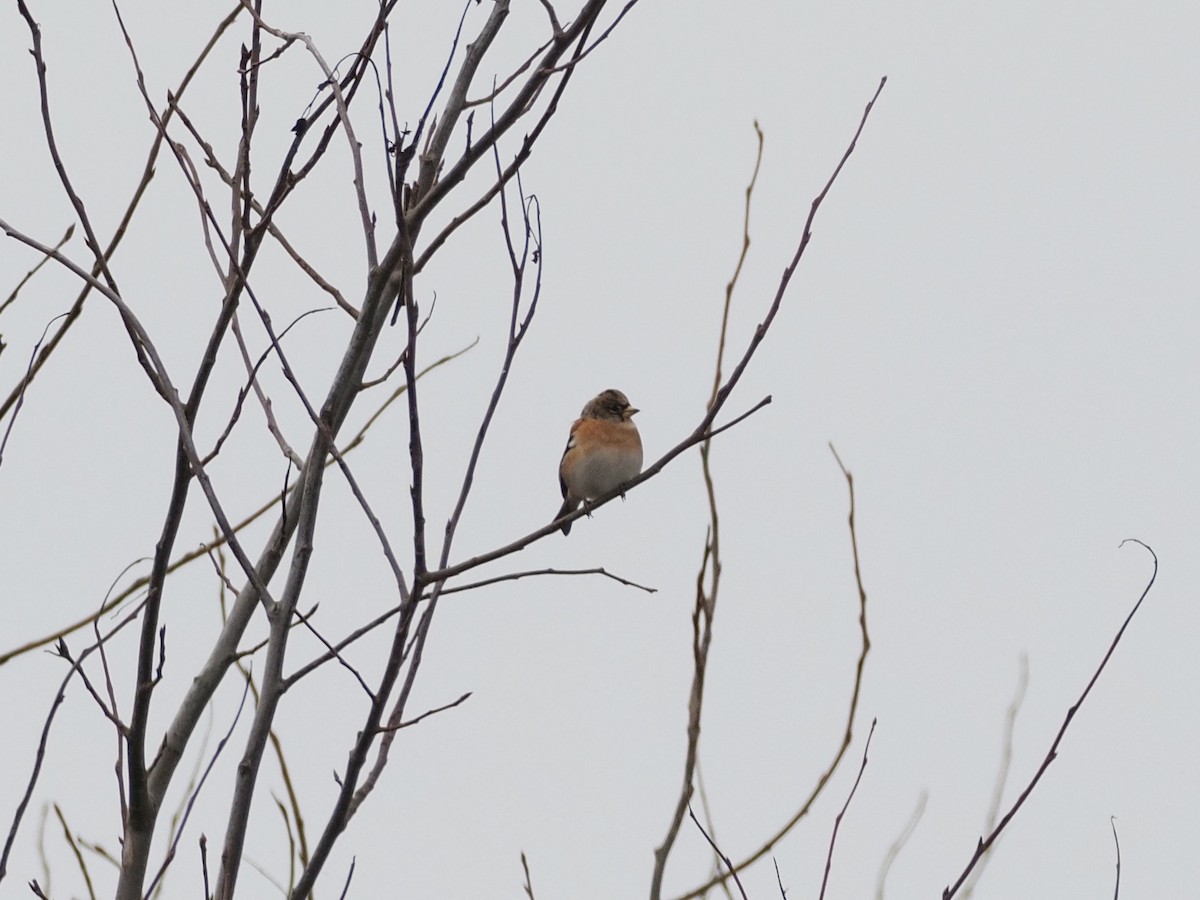 Brambling - ML646832801