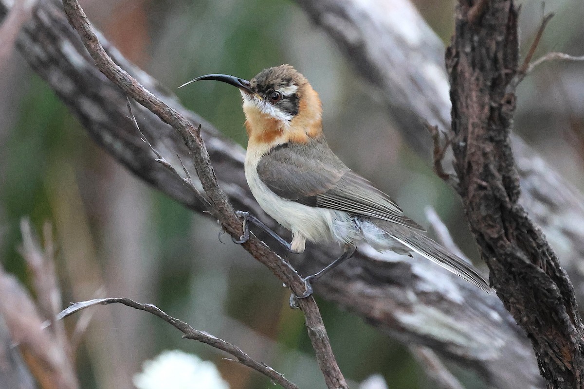 Western Spinebill - ML646832802