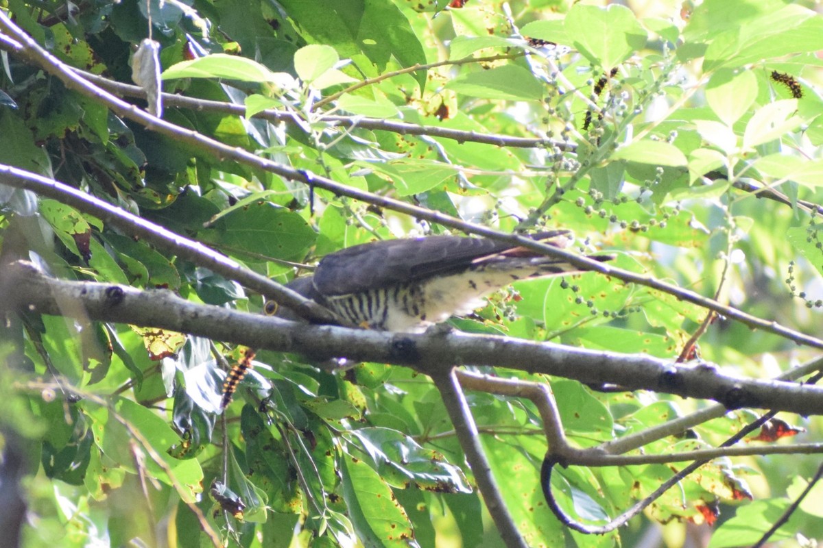 Indian Cuckoo - ML646832803