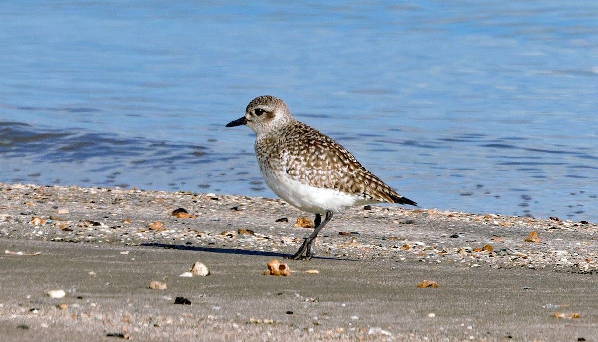 Black-bellied Plover - ML646832804