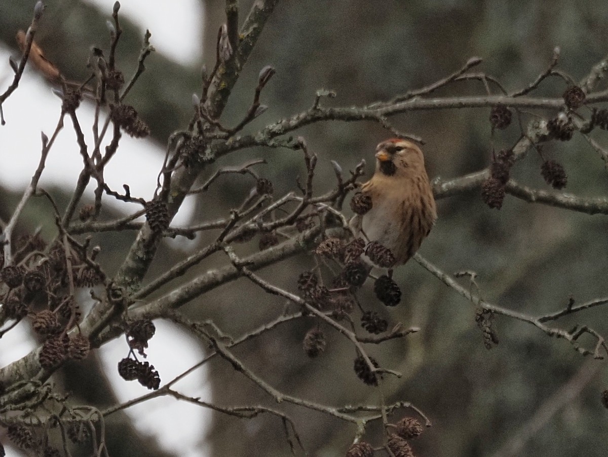 Redpoll - ML646832805