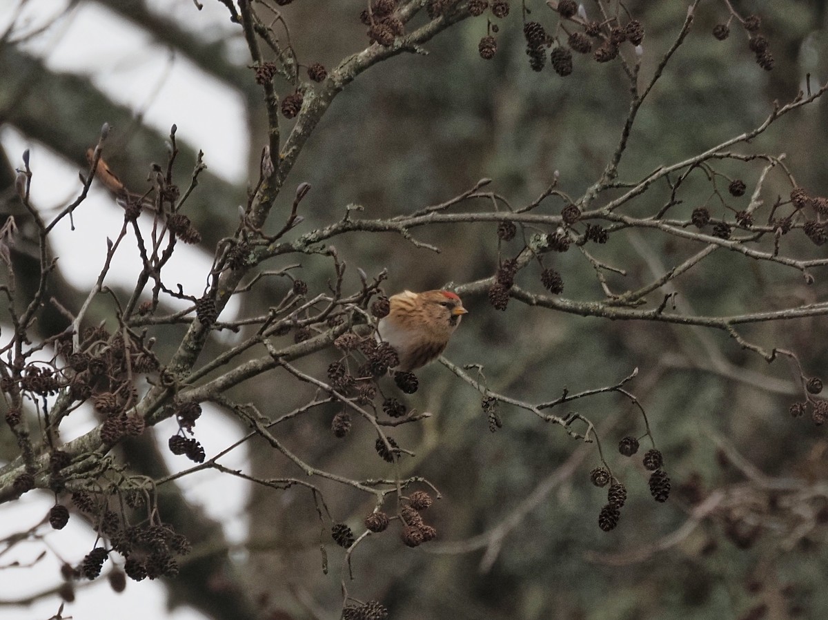 Redpoll - ML646832806