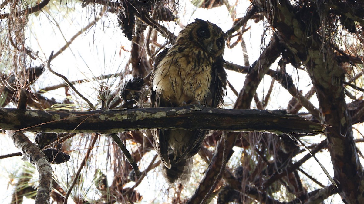 Madagascar Owl - ML646832807