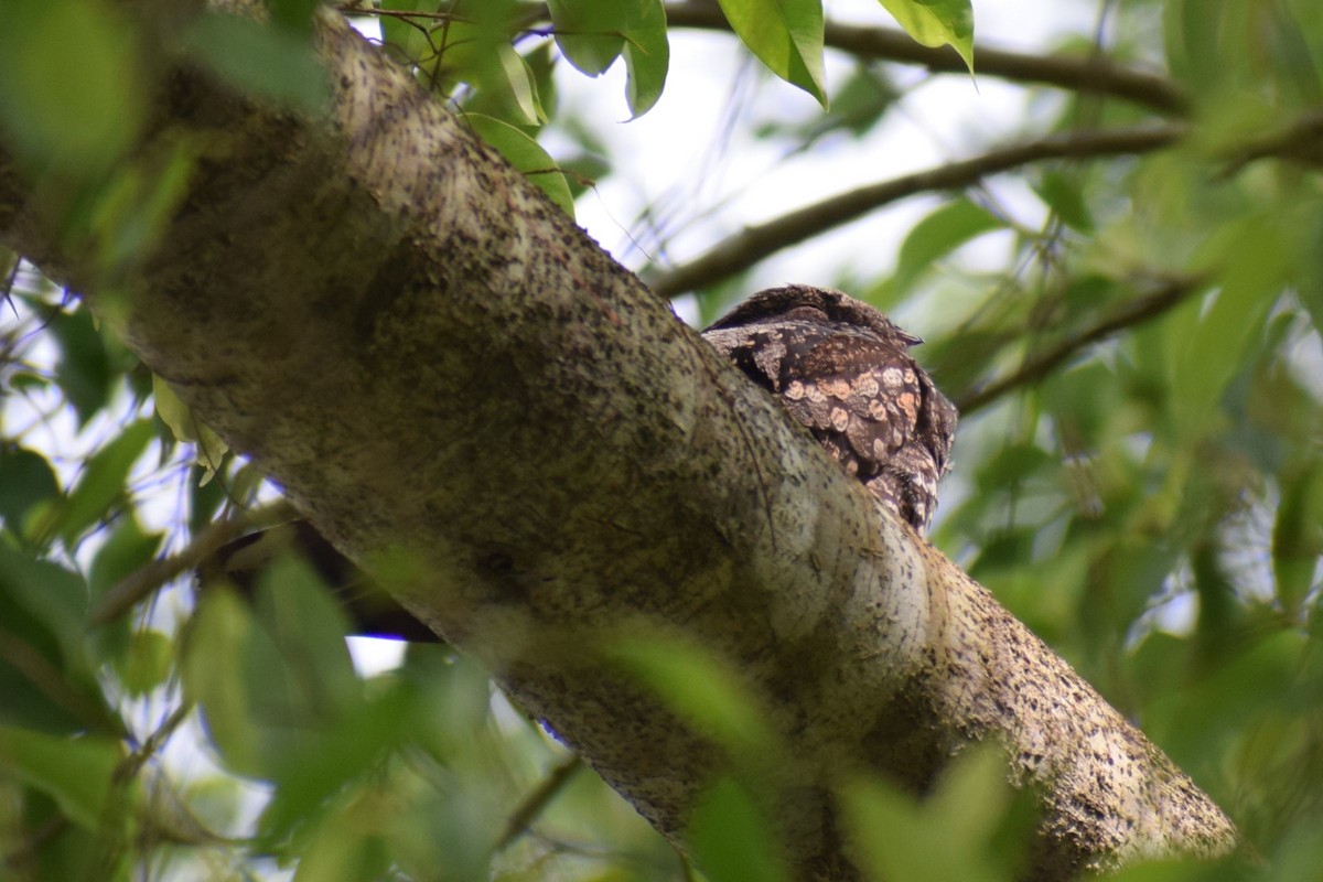 Gray Nightjar - ML646832808
