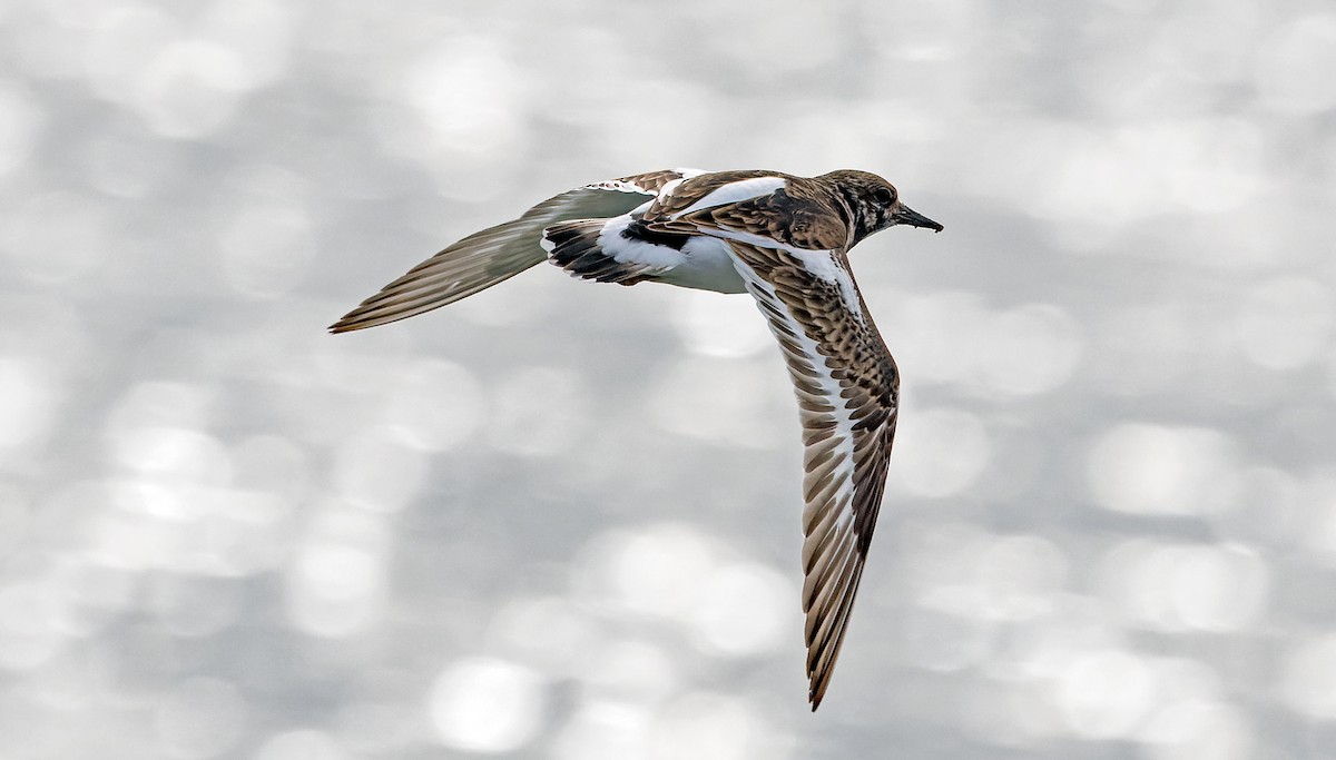 Ruddy Turnstone - ML646832809