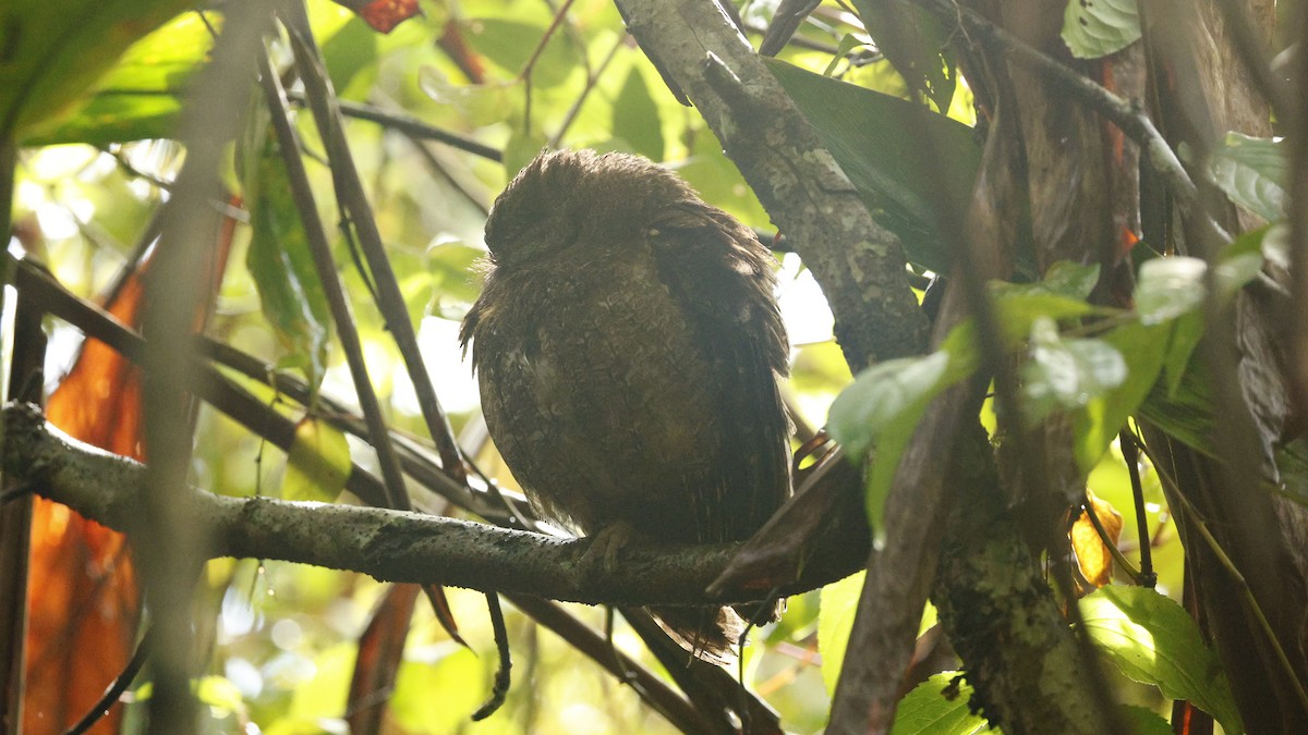 Madagascar Scops-Owl (Rainforest) - ML646832810