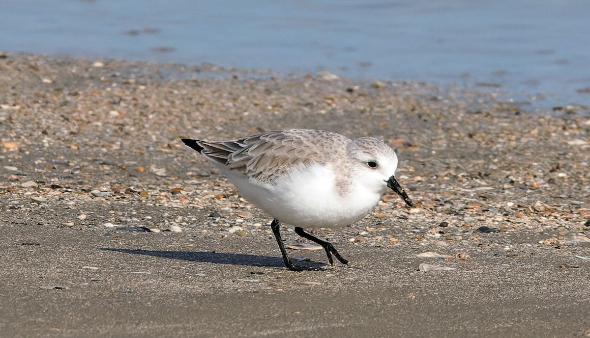 Sanderling - ML646832811