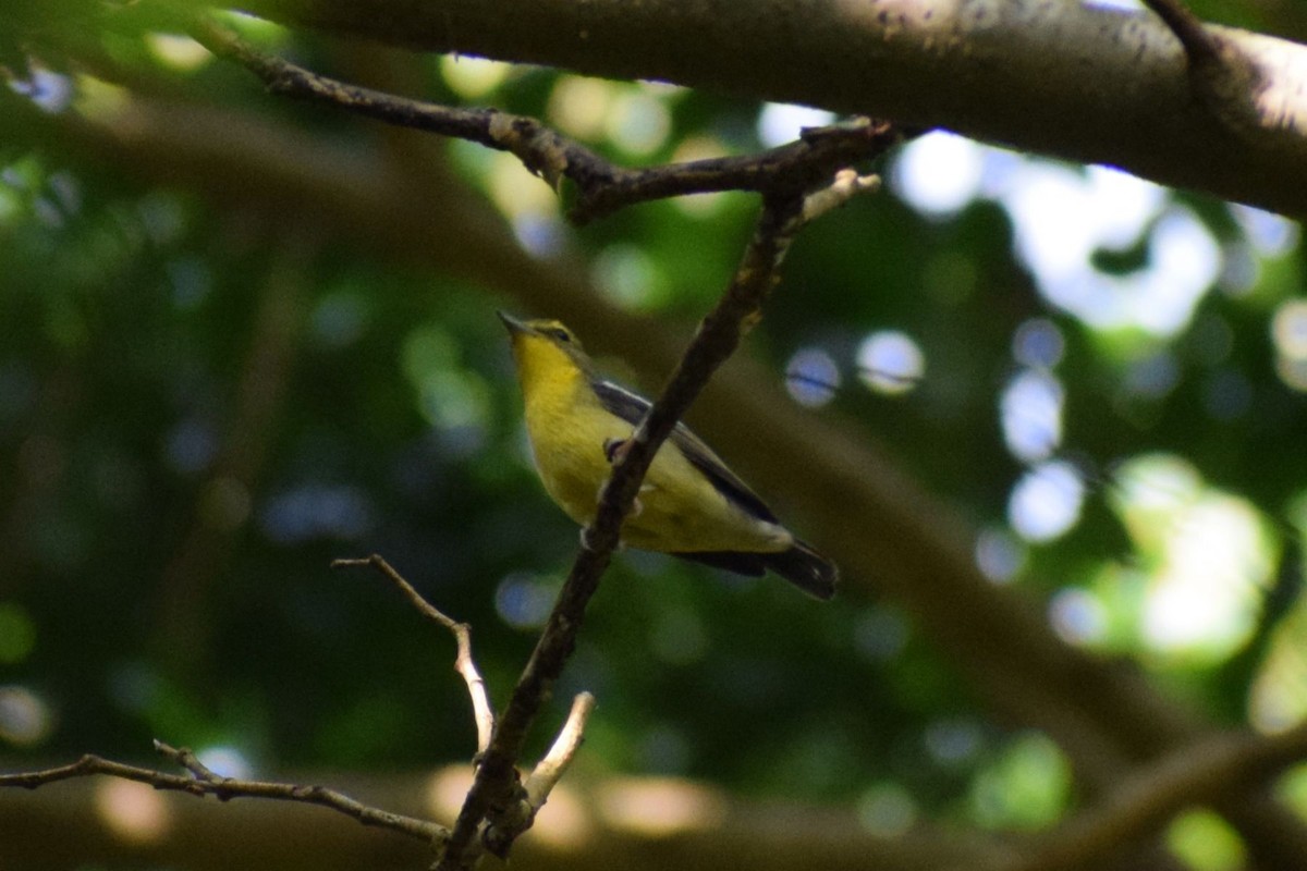 Green-backed Flycatcher - ML646832812