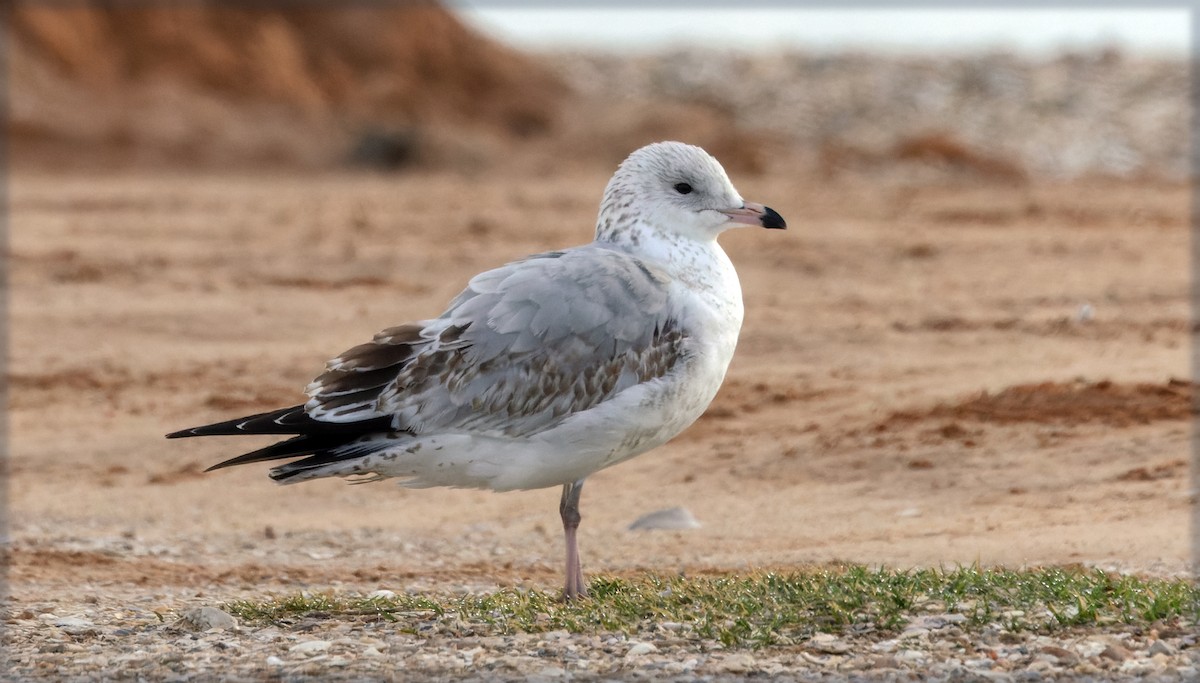Ring-billed Gull - ML646832813